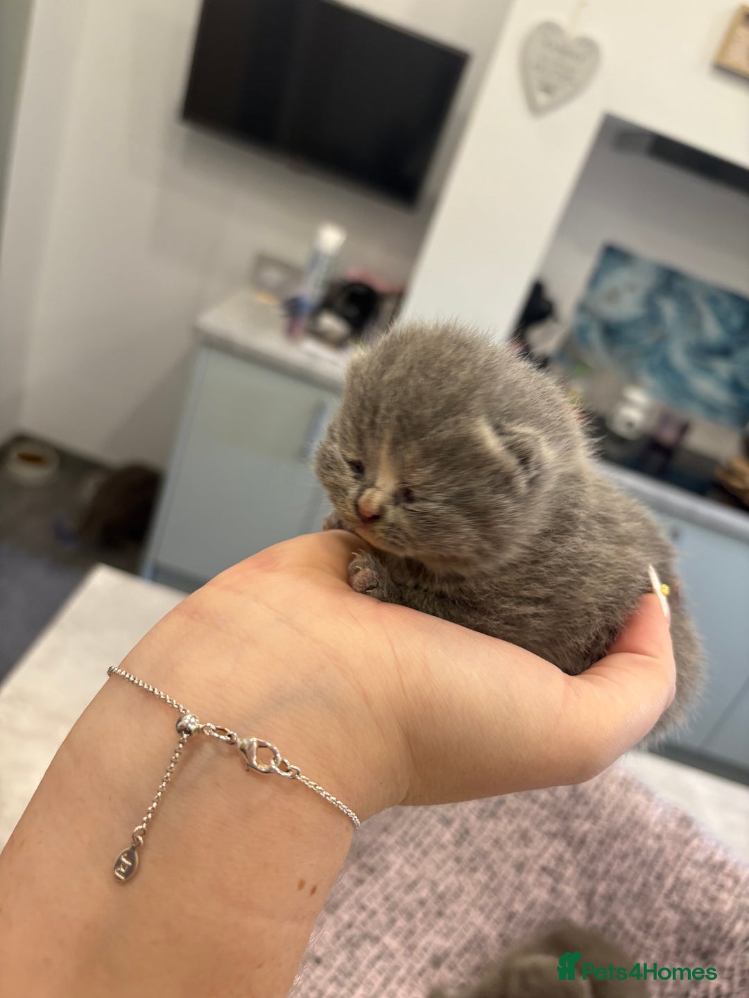 British Shorthair cats for sale: BSH kittens for sale from KC&Pedigree reg parents - Image 10
