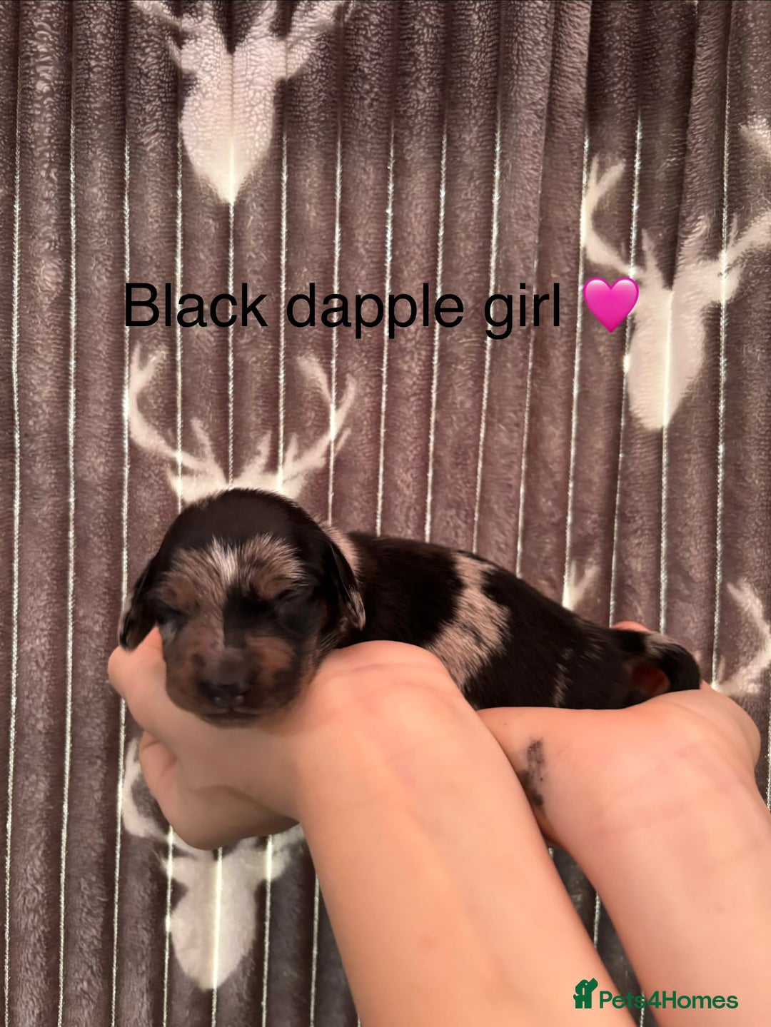 Dachshund dogs for sale: Tweenie dachshund puppies  - Image 10
