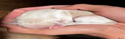 Italian Greyhound dogs for sale: Superb Quality ITALIAN GREYHOUND Puppies - Advert 4