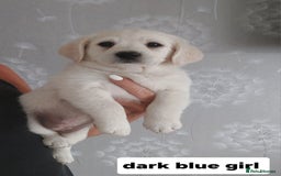 Labradoodle dogs for sale: Beautiful labradoodle pups  - Image 7