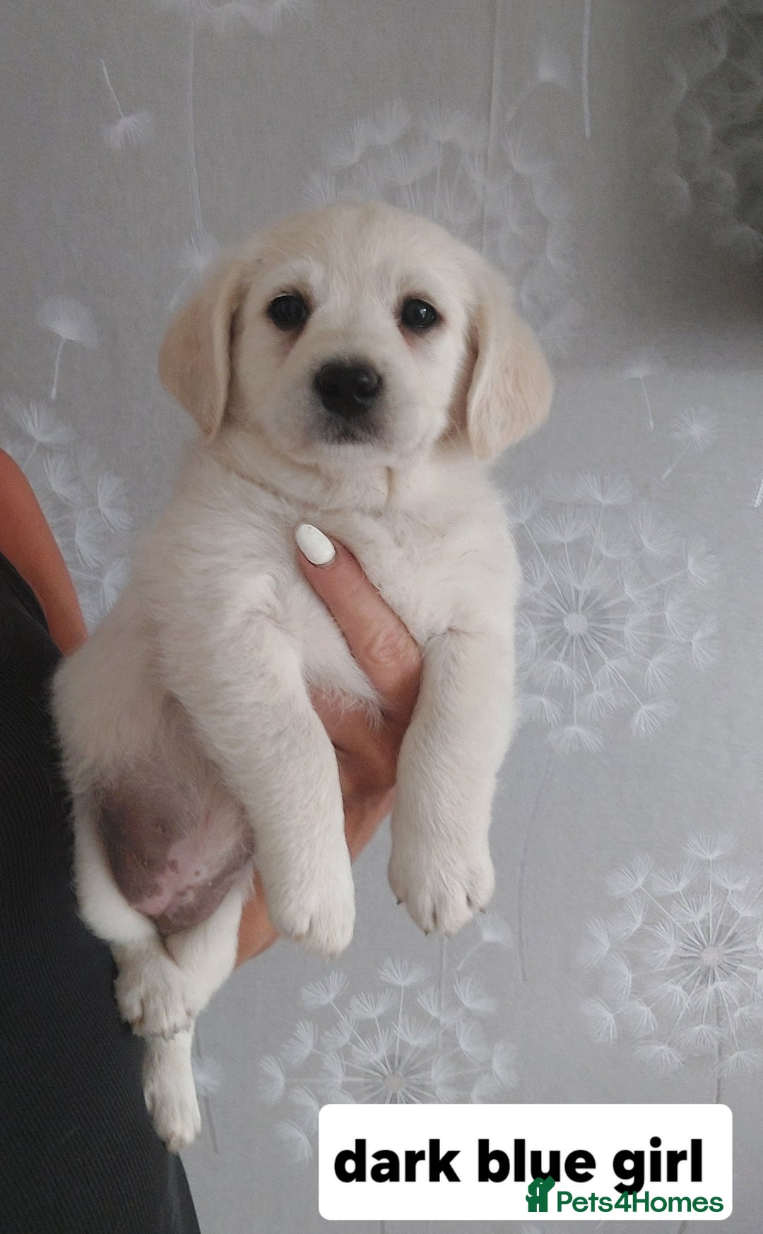 Labradoodle dogs for sale: Beautiful labradoodle pups  - Image 7