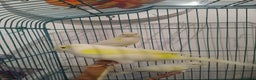 Canaries birds for sale: Yellow mosaic canaries for sale  - Advert 3