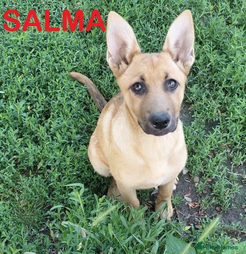 Mixed Breed dogs 🐾💜 SALMA – A Gentle Girl for a Loving Home 💜🐾 - Advert 2