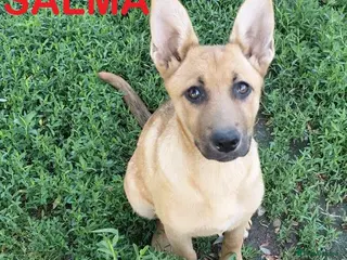 Mixed Breed dogs 🐾💜 SALMA – A Gentle Girl for a Loving Home 💜🐾 - Advert 1