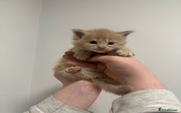 Maine Coon cats for sale: Maine coon kittens  - Image 3