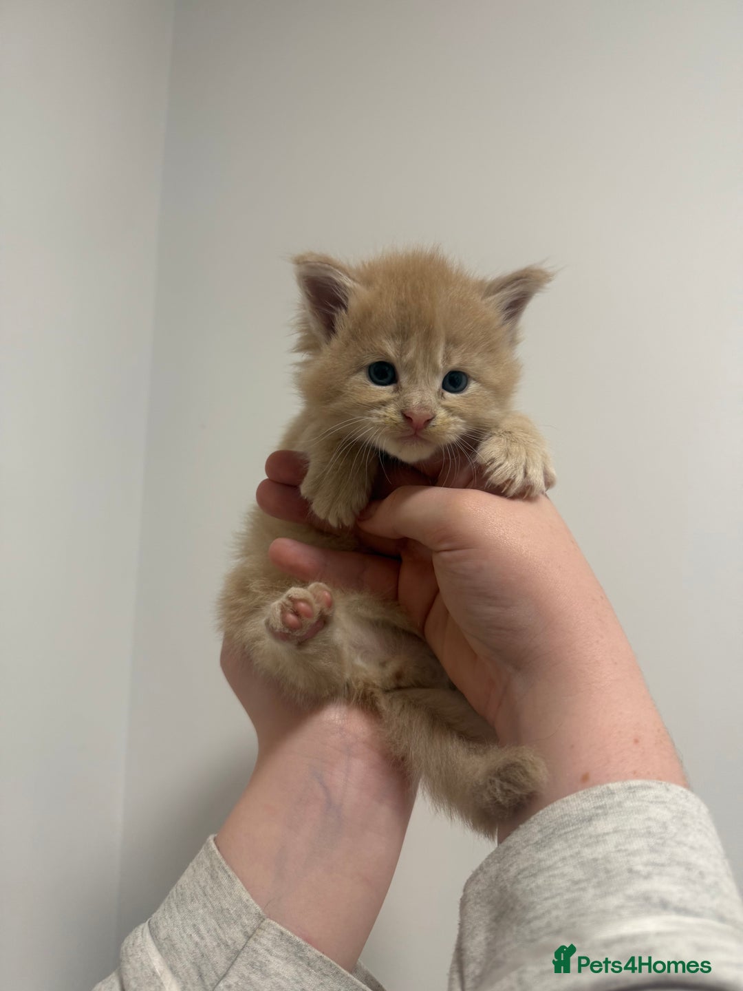 Maine Coon cats for sale: Maine coon kittens  - Image 3