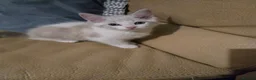 Mixed Breed cats for sale: Two Kittens Ragdoll Cross in Sunderland - Advert 8
