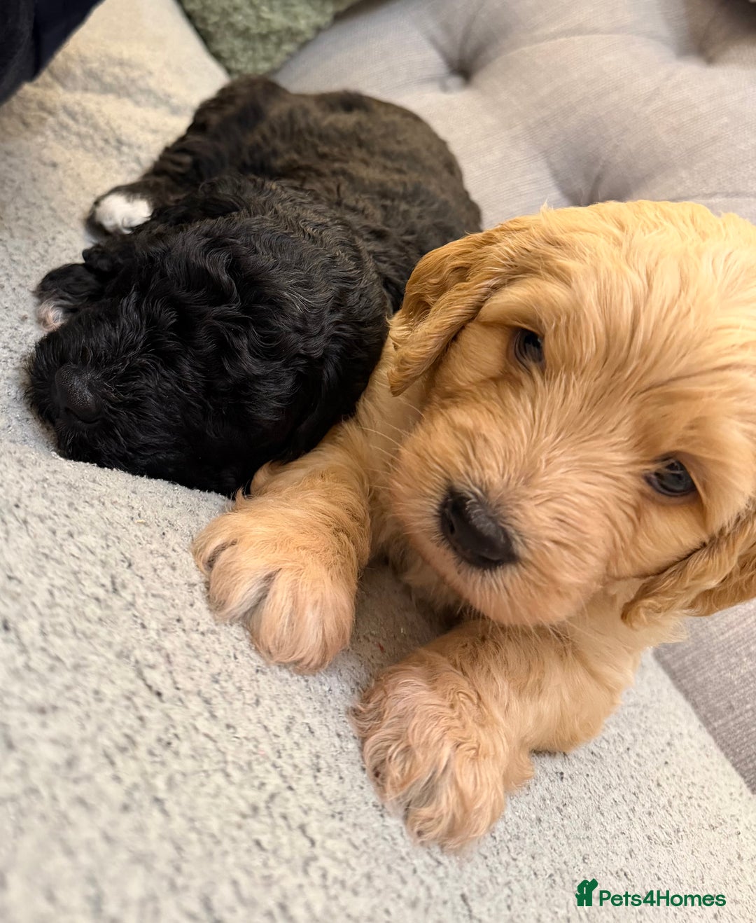 Mixed Breed dogs for sale: Stunning litter of Golden Bernadoodles - Advert 11