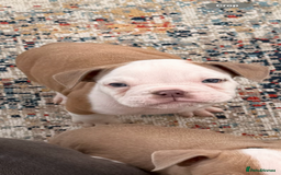 Olde English Bulldogge dogs for sale: Last 3 male Olde English bulldogs - Image 1