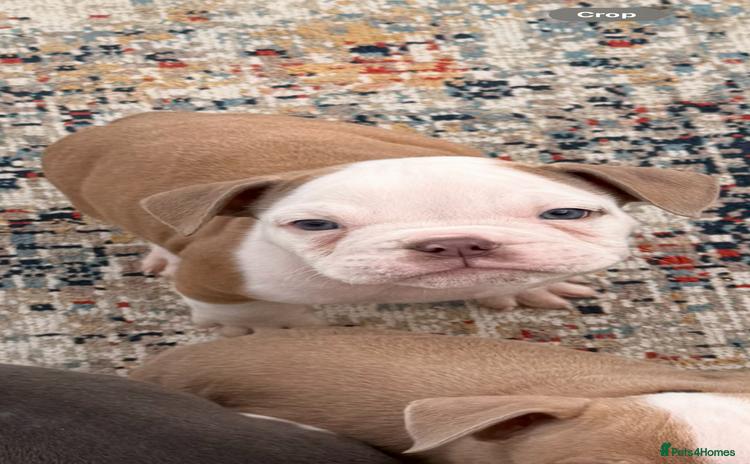 Olde English Bulldogge dogs - Advert 9