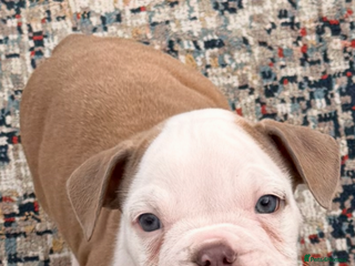 Olde English Bulldogge dogs - Advert 10