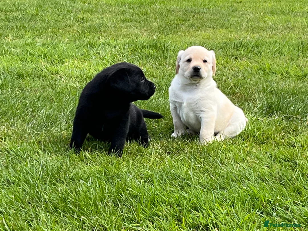 Labrador Retriever dogs for sale: Pedigree Labrador puppies - Advert 1