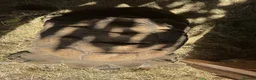 Tortoise reptiles for sale: Male Sulcata - Advert 3