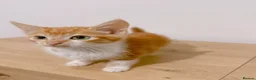 Mixed Breed cats for sale: Fiji, Ginger and white male kitten - Advert 4