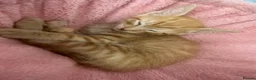 Mixed Breed cats for sale: 3 month old kittens - Advert 6