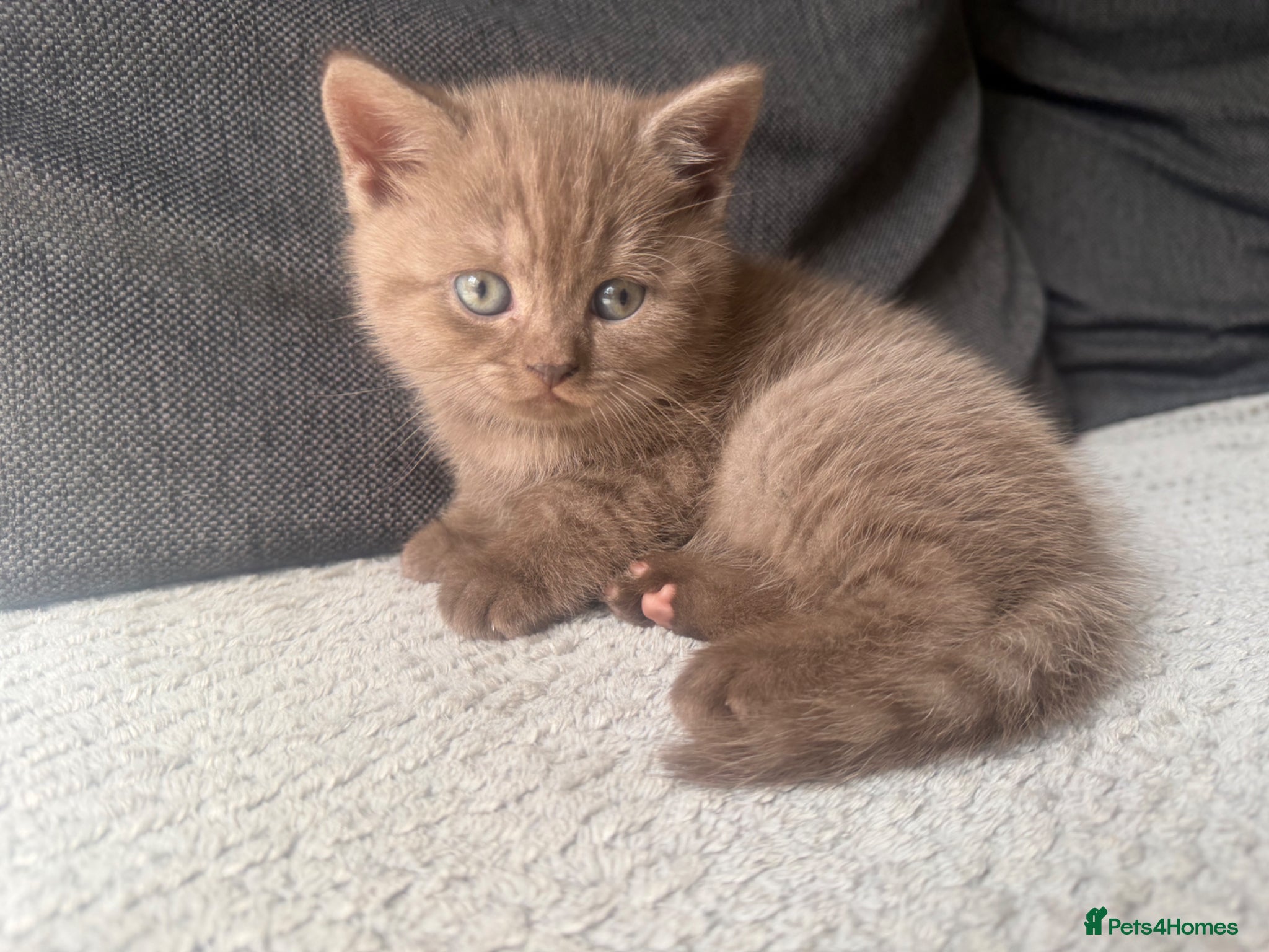 British Shorthair cats Cinnamon girl  - Advert 1