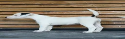 Parson Russell dogs for sale: Quality Parsons Russell Terrier Puppies - Advert 11