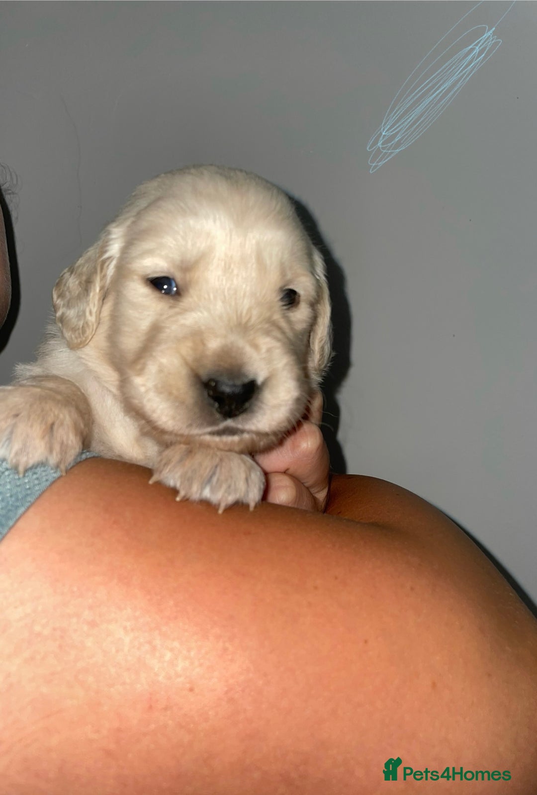 Golden Retriever dogs for sale: Golden Retriever Puppies for Sale - Image 5