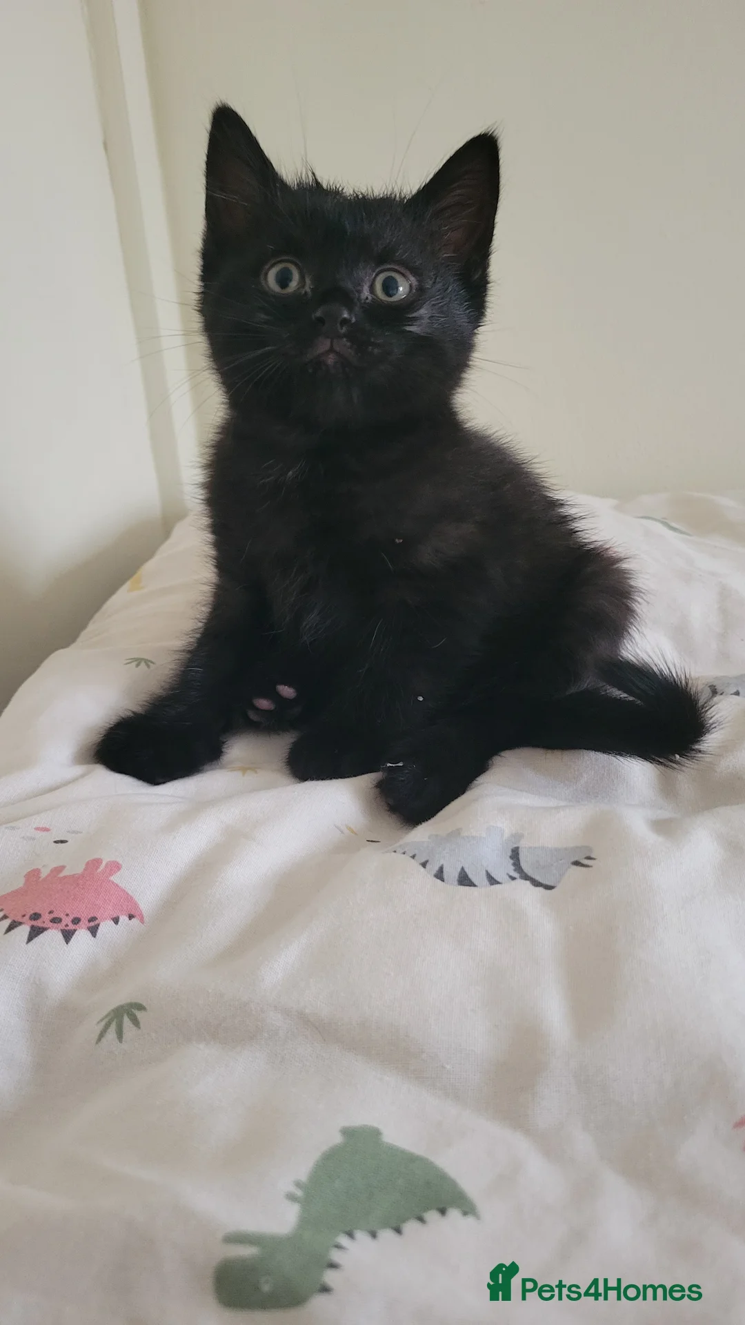 Mixed Breed cats for sale: 6 adorable kittens Ready for their forever homes - Advert 10