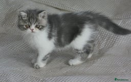 Exotic cats for sale: Exotic pedigree kittens  - Image 31