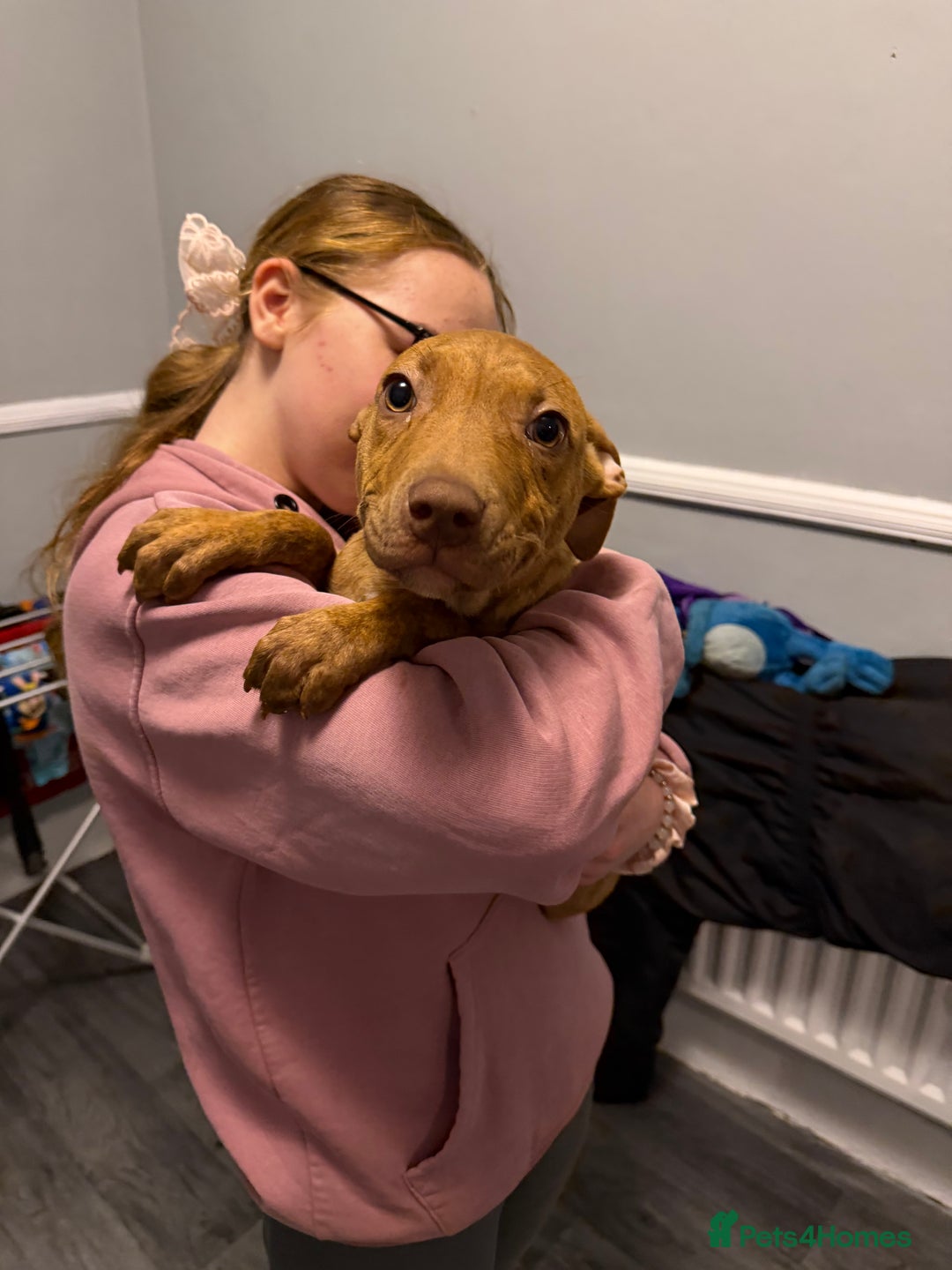 Staffordshire Bull Terrier dogs for sale: Female staff puppy - Advert 5