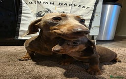 Dachshund dogs for sale: Beautiful miniature dachshunds for sale - Image 8