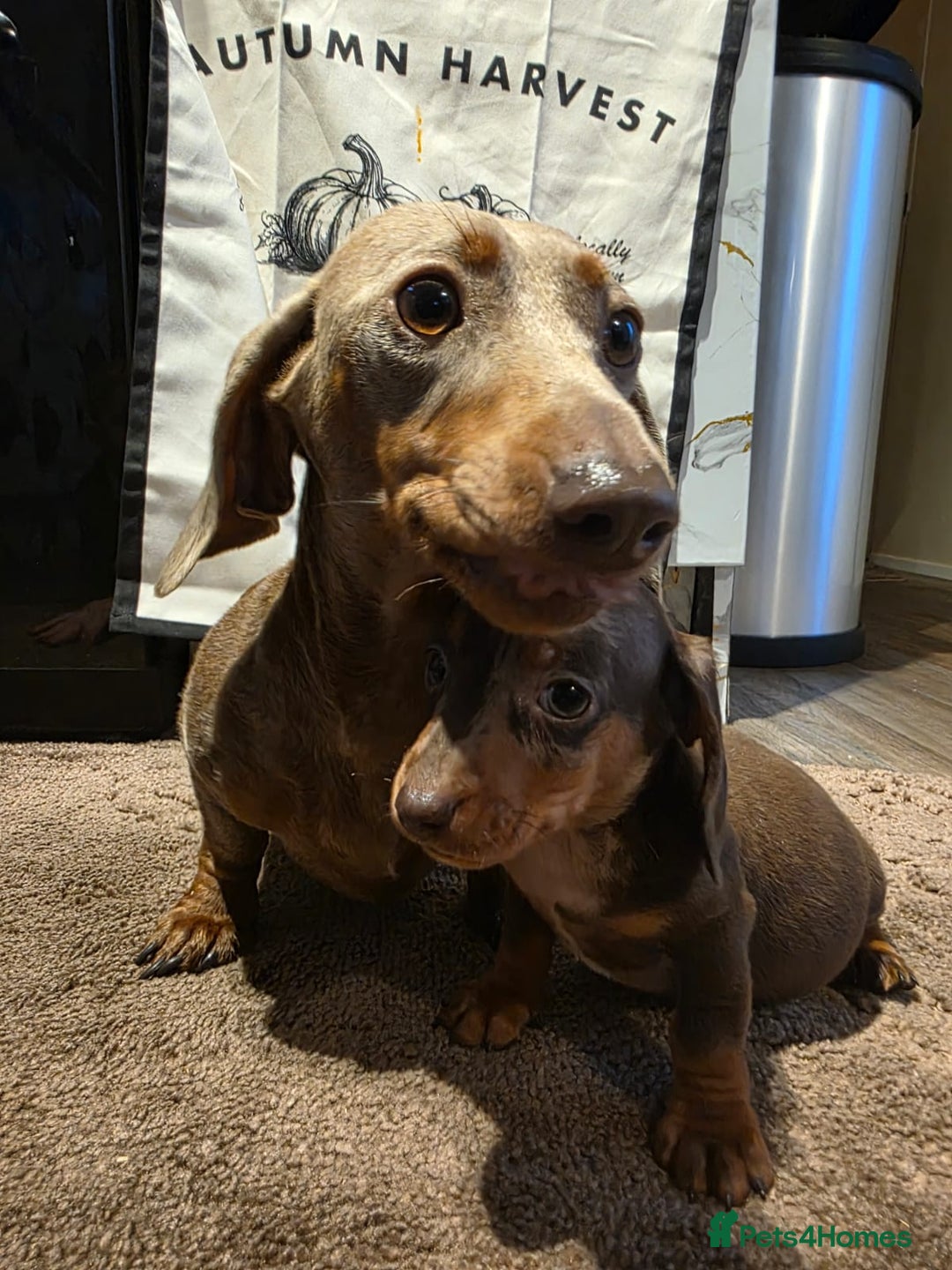 Dachshund dogs for sale: Beautiful miniature dachshunds for sale - Image 8