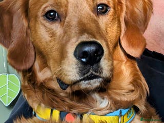Golden Retriever dogs Gorgeous Gus for Stud in Faringdon - Advert 17