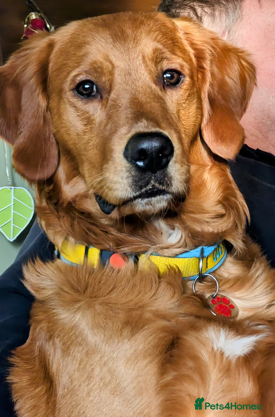 Golden Retriever dogs for stud: Gorgeous Gus for Stud  in Faringdon - Advert 1