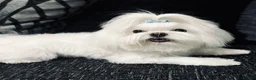 Maltipoo dogs for sale: Outstanding Maltipoo F1 puppies in Whitchurch - Advert 1