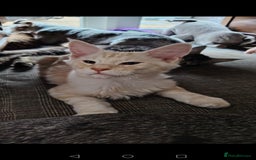 Maine Coon cats for sale: Pure Mainecoon boy Fun, intelligent, home raised. - Image 3