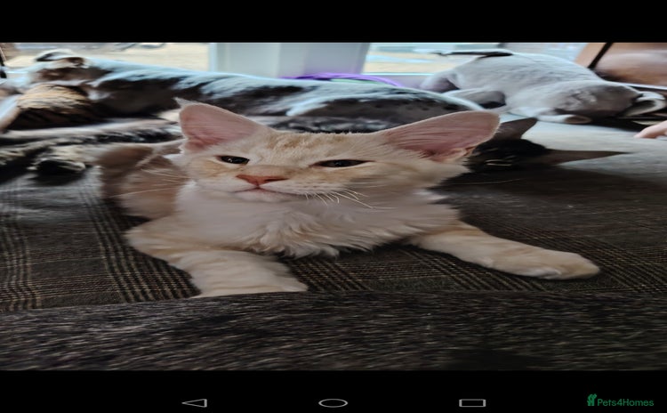 Maine Coon cats - Advert 13