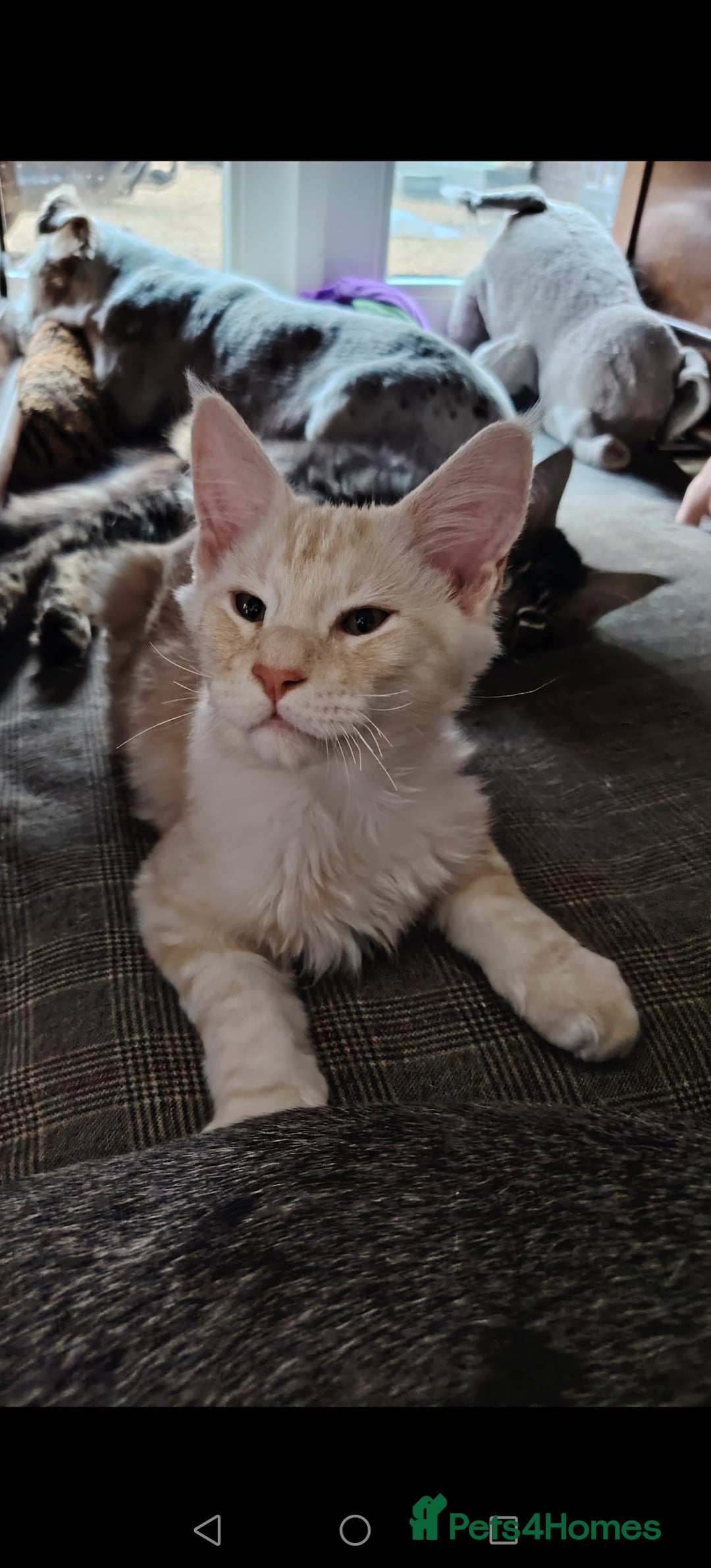 Maine Coon cats for sale: Pure Mainecoon boy Fun, intelligent, home raised. - Image 3
