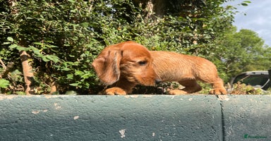 Miniature Dachshund dogs - Advert 4
