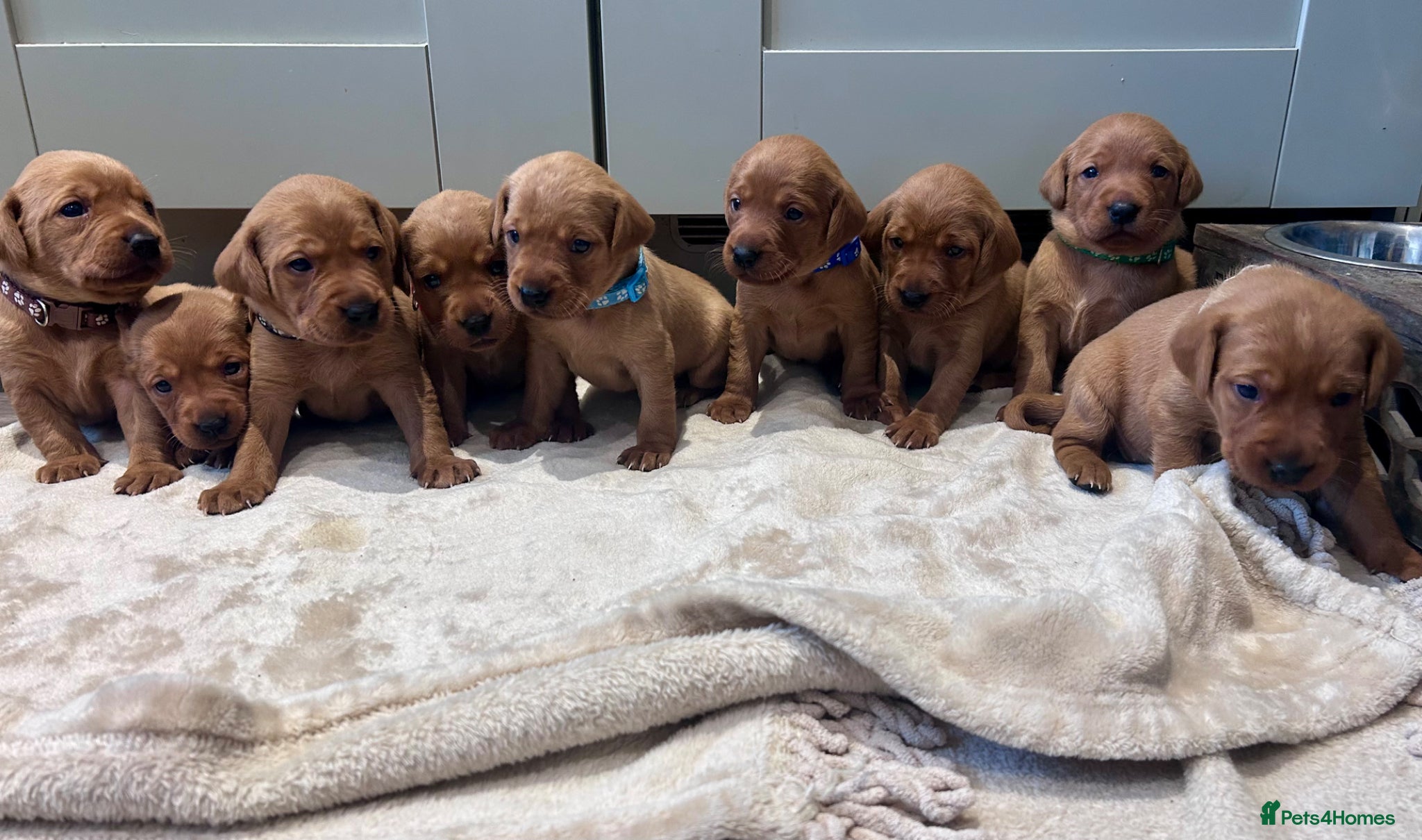 Labrador Retriever dogs 4 Stunning Fox Red Labradors for sale  - Advert 15