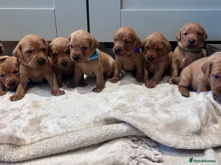 Labrador Retriever dogs 4 Stunning Fox Red Labradors for sale - Advert 15