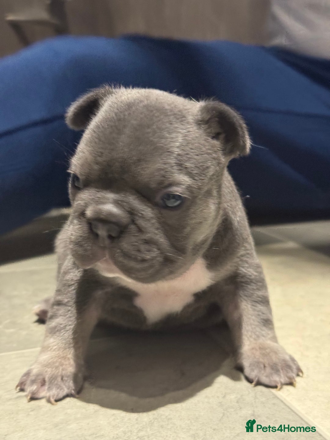 French Bulldog dogs for sale:  AMAZING PUPS  - Advert 8