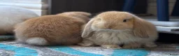 Mini Lop rabbits for sale: Baby Mini lops - indoor homes only  - Advert 15