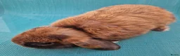 Mini Lop rabbits for sale: Male mini lop rabbits. Exceptionally well bred!  - Advert 12