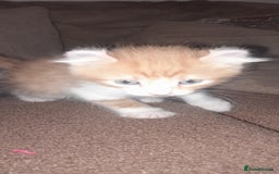 Sphynx cats for sale: Sphynx varient x ragdoll elf ears - Image 19