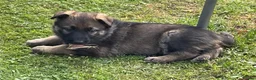 German Shepherd dogs for sale: STRAIGHT BACKED WORKING / PROTECTION DOGS - Advert 13