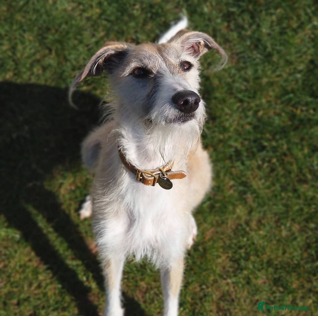 Lurcher dogs Lurcher for re-homing - Advert 1