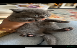 British Shorthair cats for sale: British short hair  - Image 10
