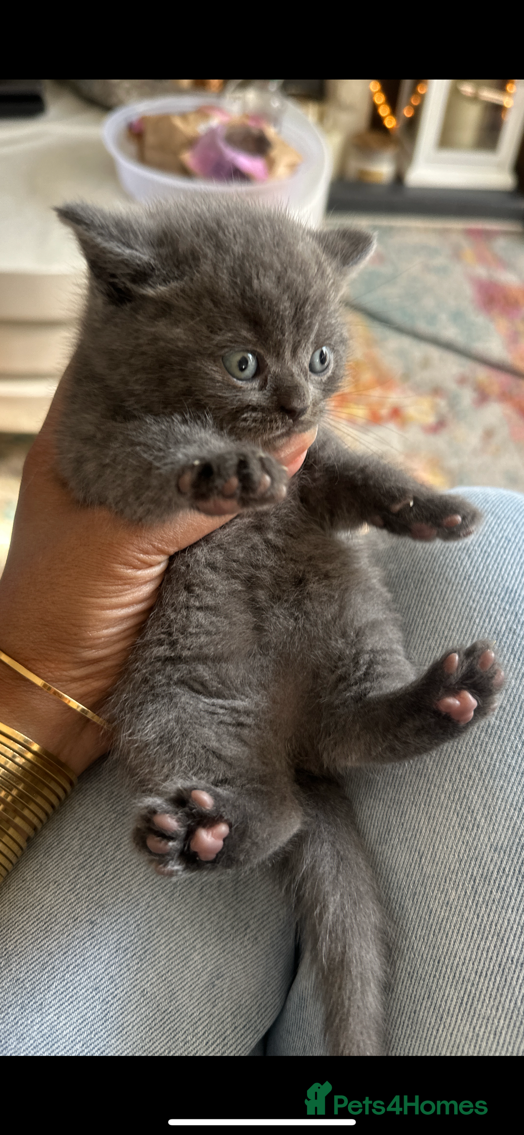 British Shorthair cats for sale: British short hair  - Image 10