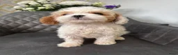 Cavapoo dogs for sale: Stunning Cavapoo boy  - Advert 8