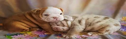 English Bulldog dogs for sale: ENGLISH BULLDOG  - Advert 11