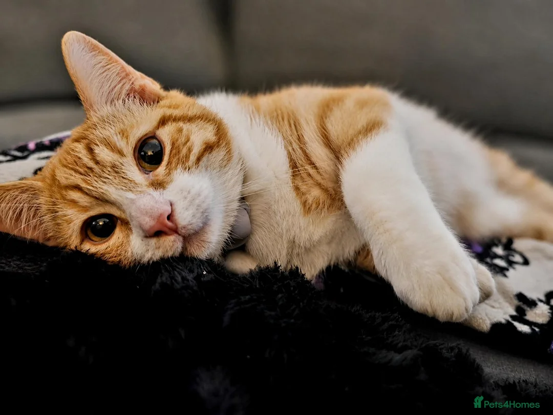 Mixed Breed cats for sale: 2 kittens  - Advert 3