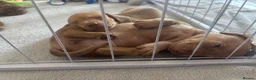 Miniature Dachshund dogs for sale: Gorgeous Trio of Mini Dachshunds in Portsmouth - Advert 12