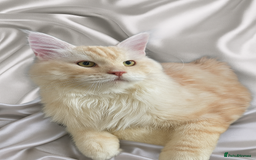 Maine Coon cats for stud: 🏆🏆INTERNATIONAL CHAMPION LINE TICA STUD🏆🏆 - Image 2