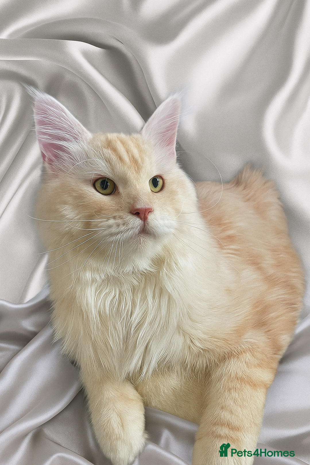 Maine Coon cats for stud: 🏆🏆INTERNATIONAL CHAMPION LINE TICA STUD🏆🏆 - Image 2